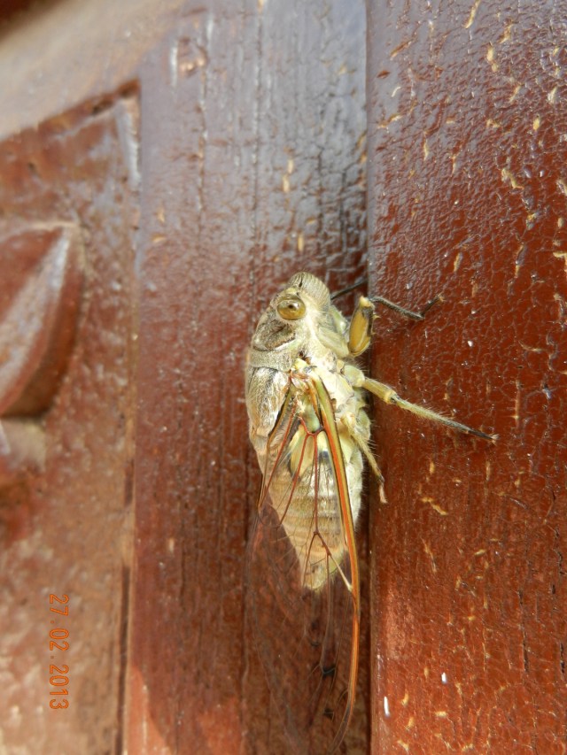 Voici la bibitte nommée Chicharron dont la photo de la peau est visible plus haut. Ils font un bruit d'enfer quand ils bourdonnent en groupe.