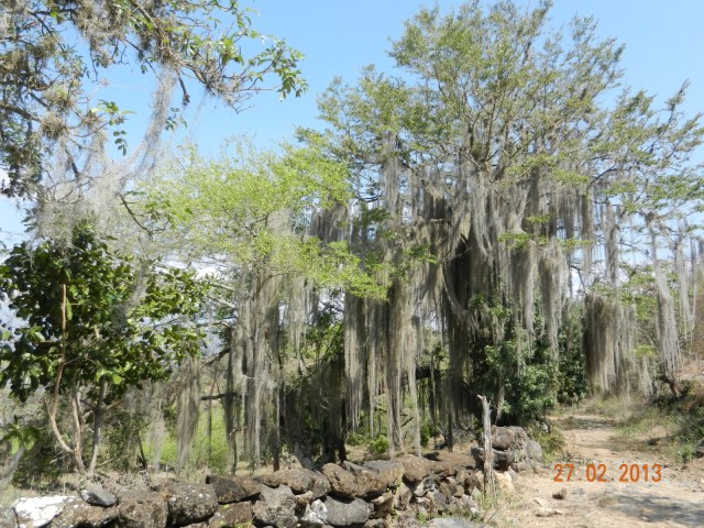 ...Ces plantes se reproduisent assez vites et permettent des photos intéressantes.