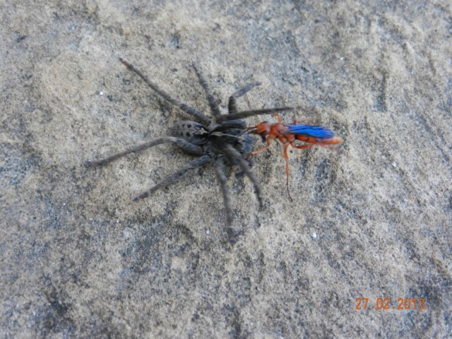 Une sorte de guêpe multicolore traîne une araignée fraichement tuée au sol, dans un parc. Est-ce que des entomologistes pourraient les identifier ? Brrrr...