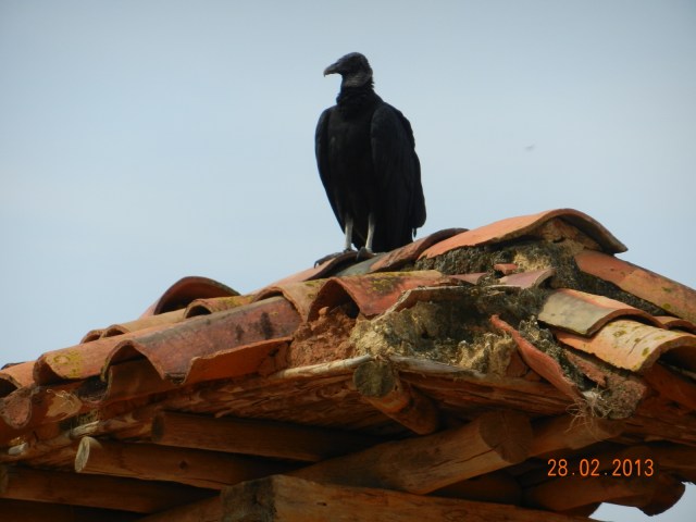Des rapaces surveillent tout du haut des toits...