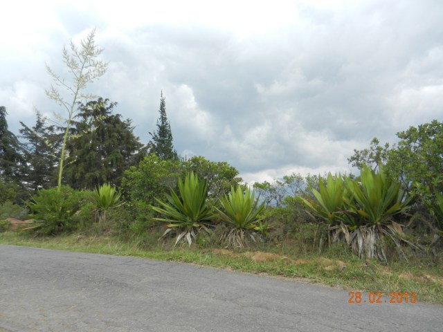 En bordure de la route. On connait le cactus, mais saviez-vous qu'il produit littéralement un arbre ? Nous non.