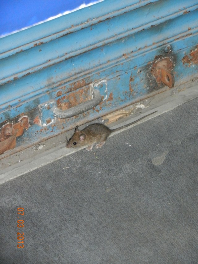 Jolie petite souris qui gambadait joyeusement dans le bureau de poste de Lima !