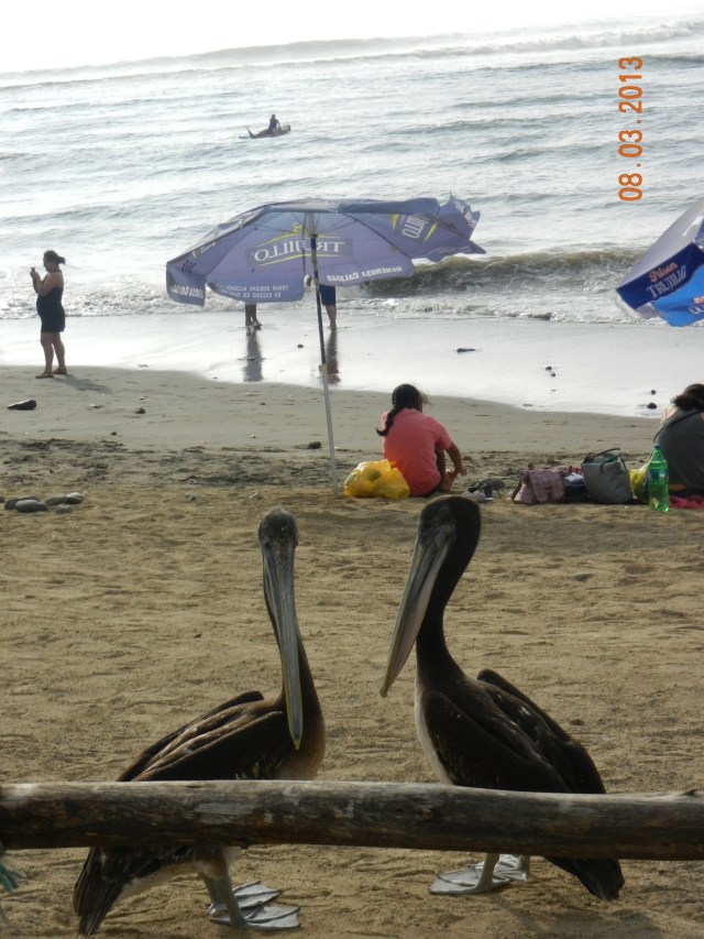 Des pélicans (pas mal gros) sur la plage de Huanchaco