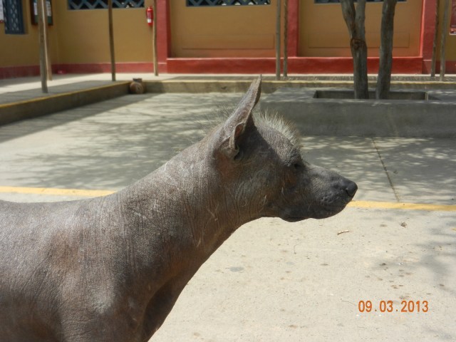 La peau est plutôt rugueuse au touché...