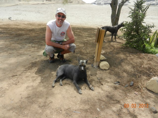 Les 3 prochaines photos vous montrent les fameux chiens sans poil uniques au Nord du Pérou. Ne sont-ils pas mignons ?