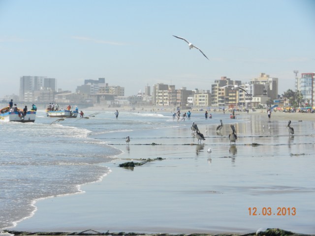 La plage : mouettes et...pélicans !