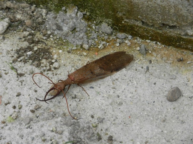 Un nsecte aperçu en ville. Il mesurait facilement 6cm...