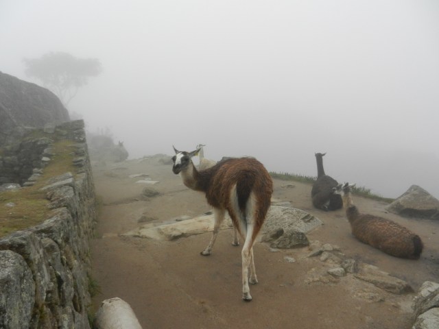 Il y a un certain nombre de lamas sur le site