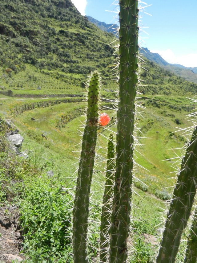 Trek à Pisac