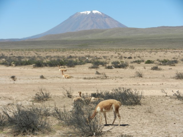 Un jolie pécunia, à l'ombre d'un volcan aux formes parfaites !