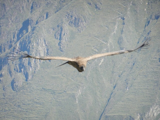Un condor saisi en plein vol.