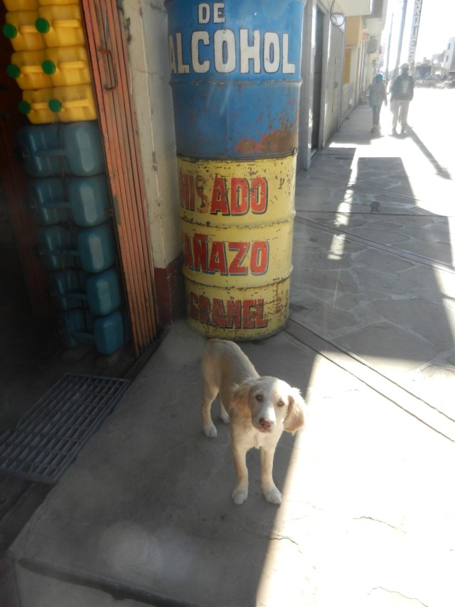 Les chiens sont partout, mais heureusement pas agressifs. Une photo pour le charme des vieux bidons de couleur...