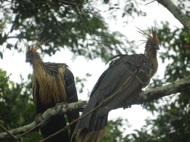 J'ai baptisé ceux-ci, les Billy Idol à cause de la coupe de cheveux !!!