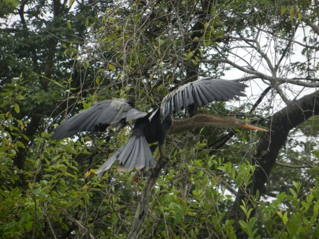 On a baptisé celui-ci, le poseur, car dès qu'on passe près, il déploie ses ailes de manière ostentatoire.