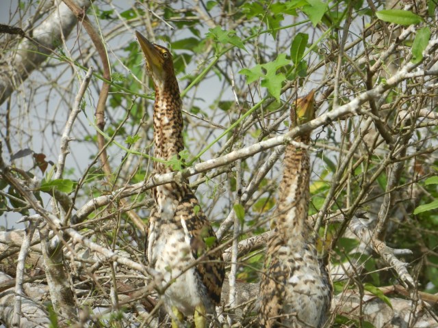 Les bébés sont immobiles pour ne pas attirer l'attention des prédateurs, les caïmans en particulier...