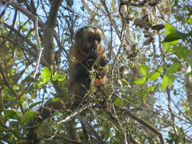 Ls singes sont partout.