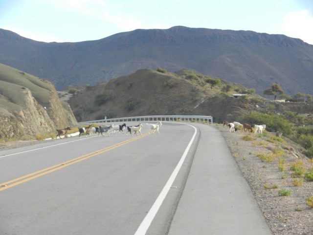 Wow, une autoroute neuve entre Potosi et Sucre. Mais les chèvre, ânes et  lamas sont des dangers constants...